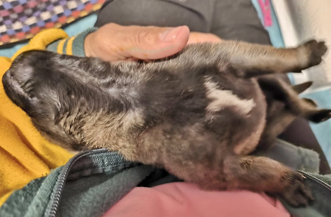 Chiot N°1 - Berger Belge