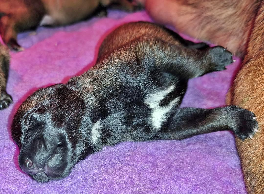 Chiot N°2 - Berger Belge