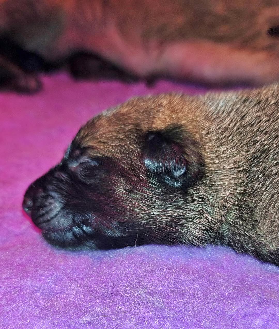 Chiot N°5 - Berger Belge
