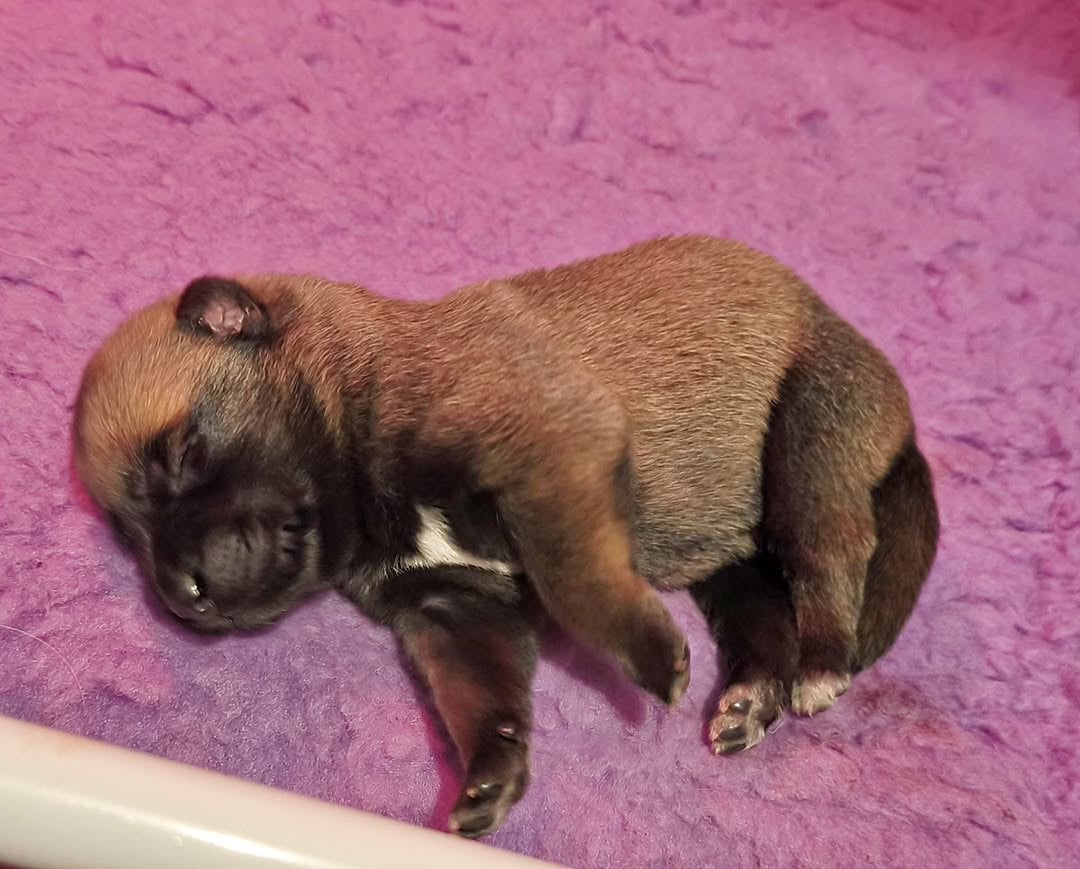Chiot N°6 - Berger Belge