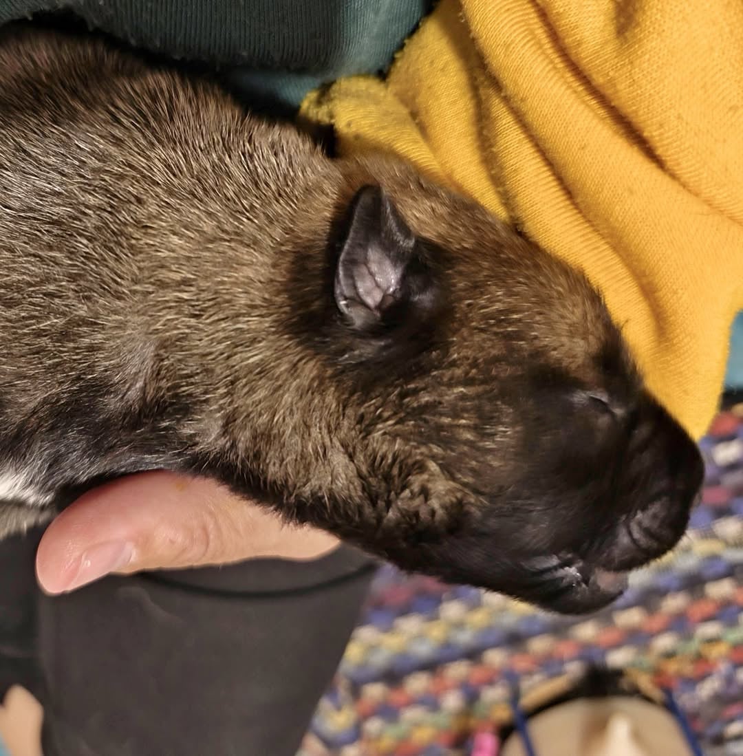 Chiot N°7 - Berger Belge