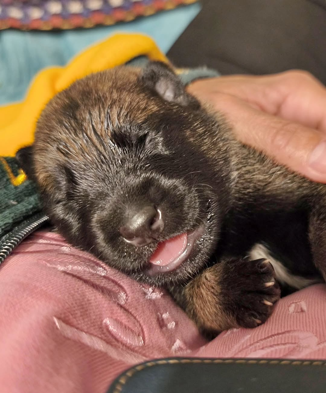 Chiot N°8 - Berger Belge