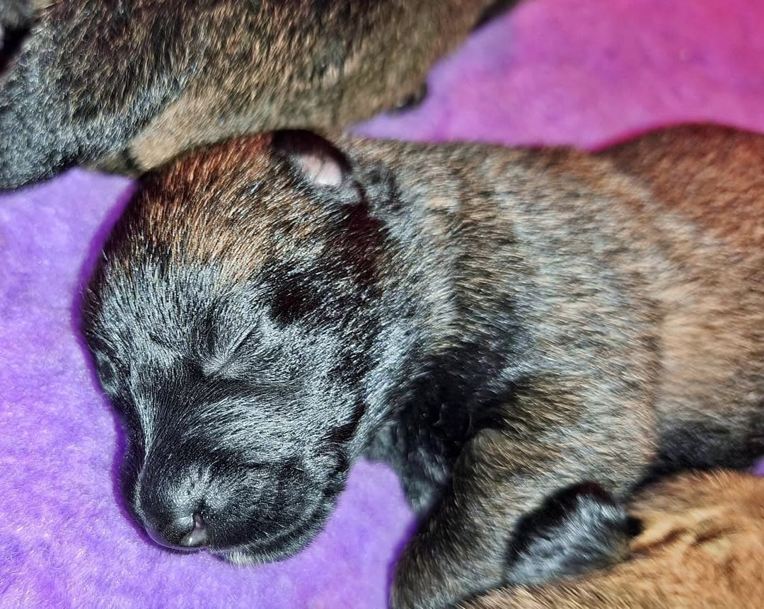 Chiot N°9 - Berger Belge