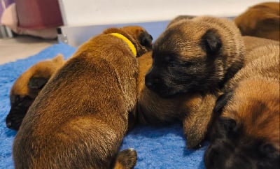 Les chiots de Berger Belge