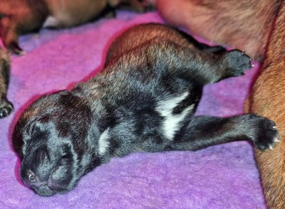 Les chiots de Berger Belge