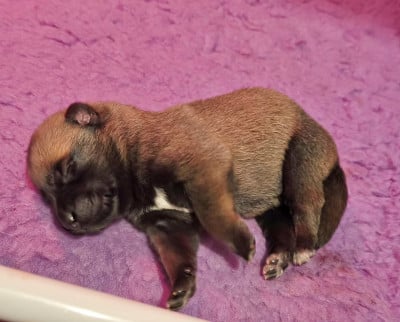 Les chiots de Berger Belge