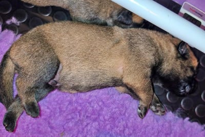 Les chiots de Berger Belge