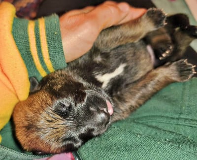 Les chiots de Berger Belge
