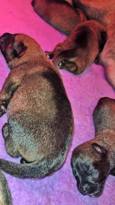 Les chiots de Berger Belge