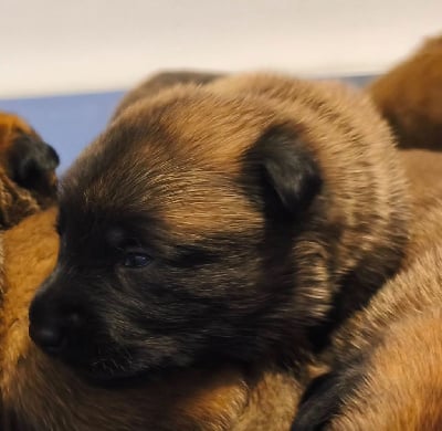 Les chiots de Berger Belge