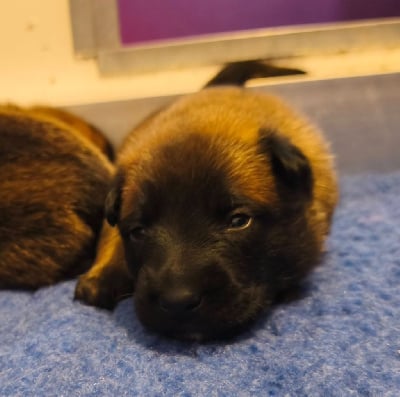 Les chiots de Berger Belge