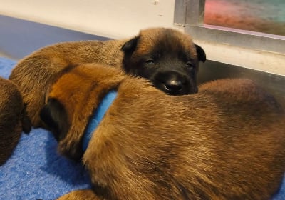 Les chiots de Berger Belge