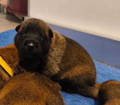 Les chiots de Berger Belge