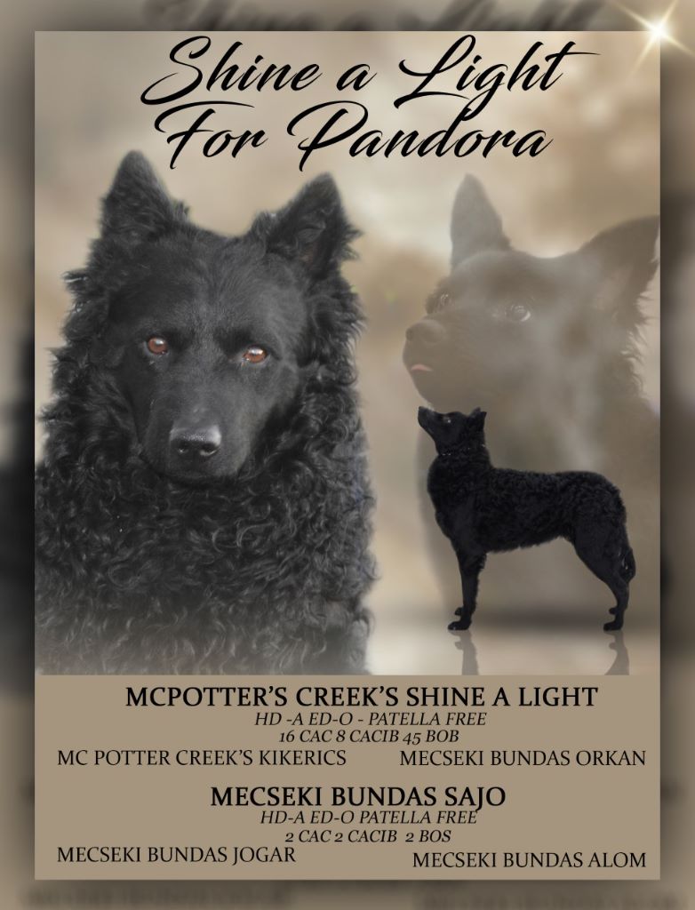 Elevage Shine A Light For Pandora