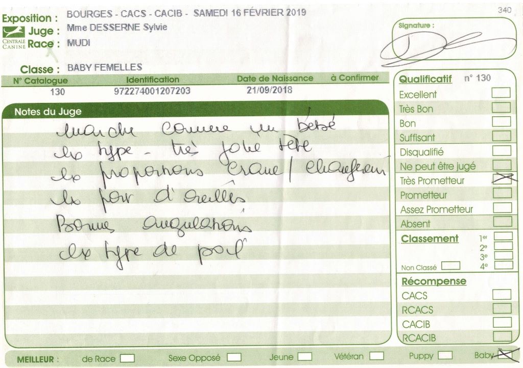 mcpotter's creek's Shine a light - Très prometteur , Meilleur Baby, BIS2 Baby