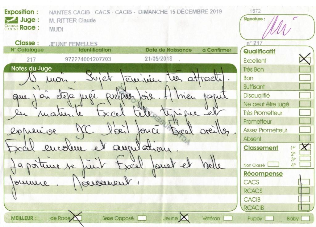 mcpotter's creek's Shine a light - 1er Excellent, Meilleur jeune, Meilleur de race