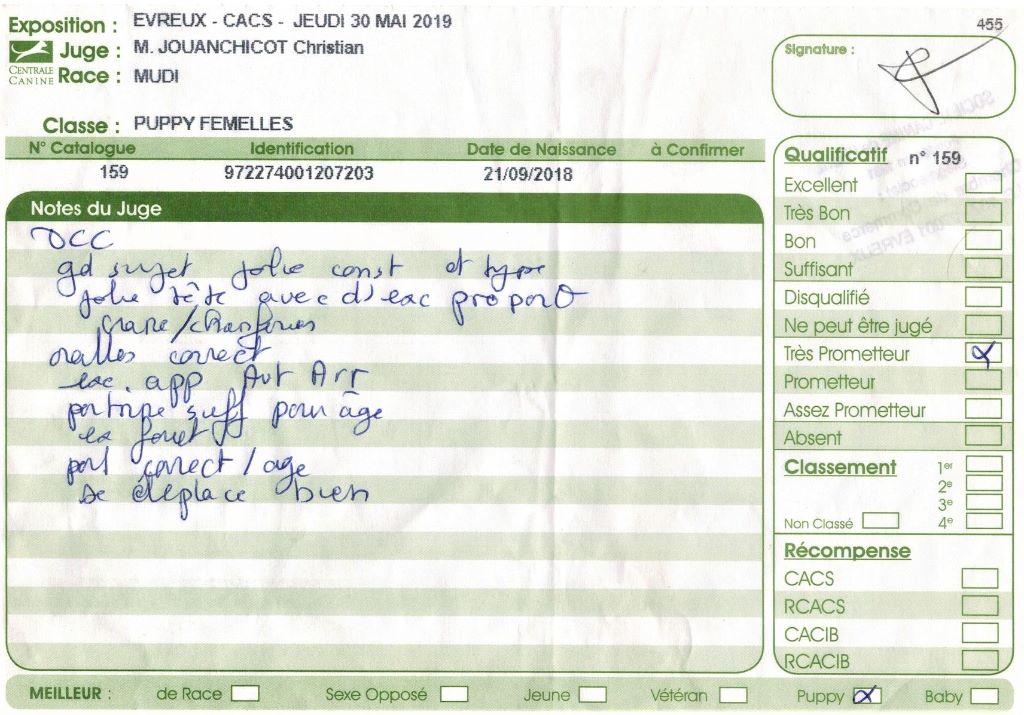 mcpotter's creek's Shine a light - Très prometteur , Meilleur Puppy