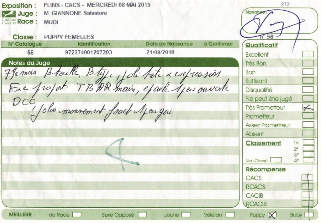 mcpotter's creek's Shine a light - Très prometteur , Meilleur Puppy