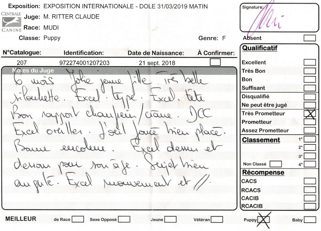 mcpotter's creek's Shine a light - Très prometteur , Meilleur Puppy