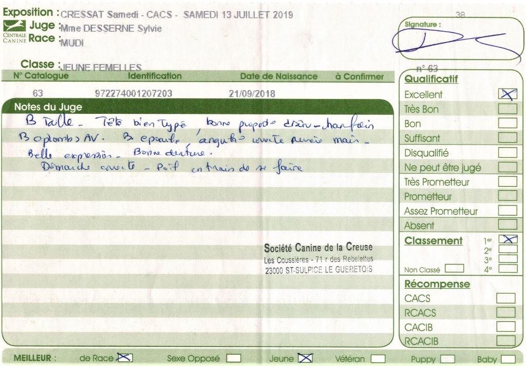 mcpotter's creek's Shine a light - 1er Excellent, Meilleur jeune, Meilleur de race