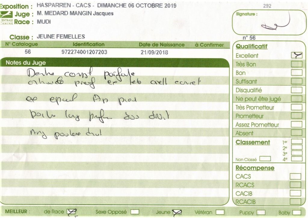 mcpotter's creek's Shine a light - 1er Excellent, Meilleur jeune, Meilleur de race