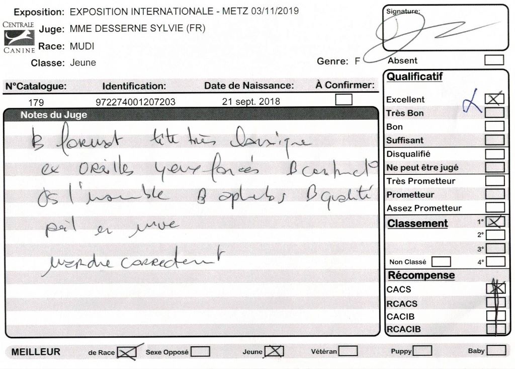 mcpotter's creek's Shine a light - 1er Excellent, Meilleur jeune, Meilleur de race