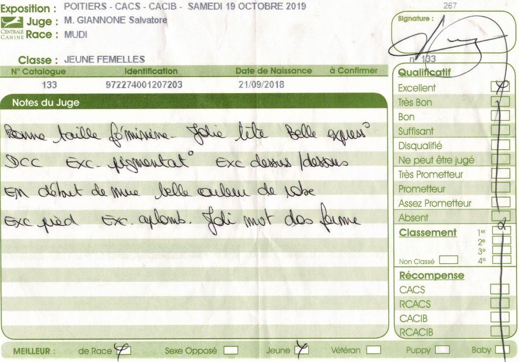 mcpotter's creek's Shine a light - 1er Excellent, Meilleur jeune, Meilleur de race