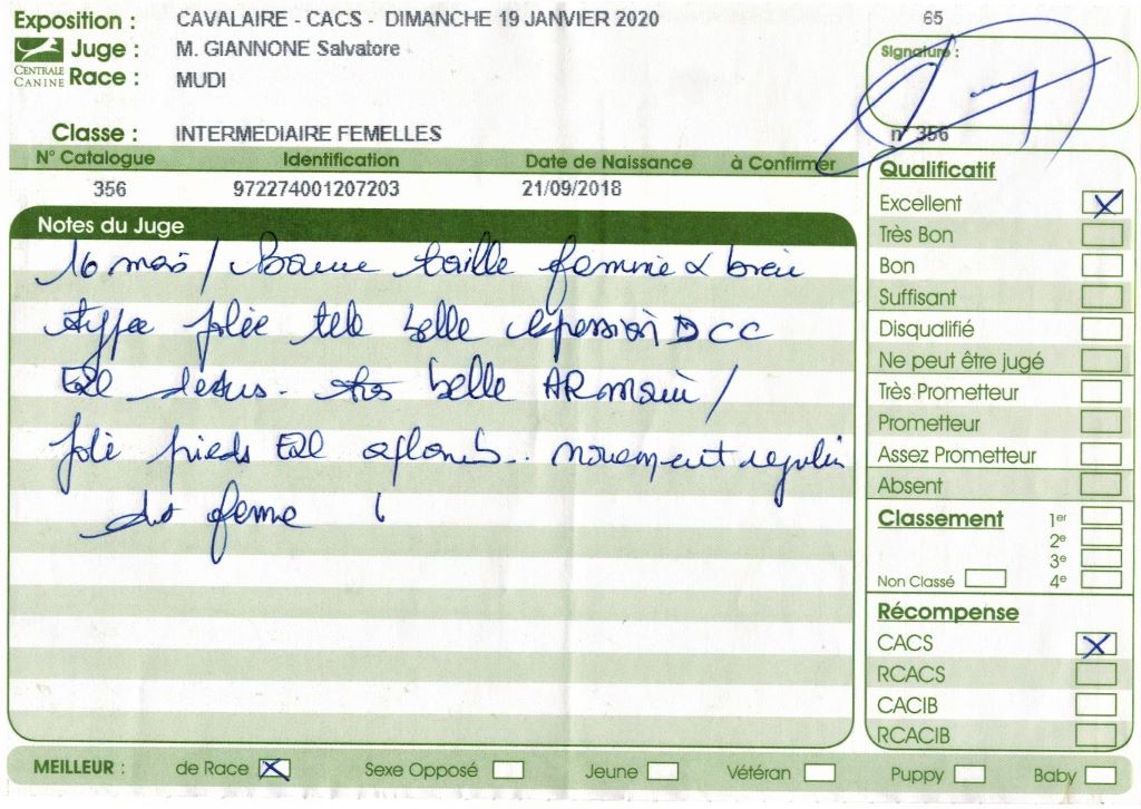 mcpotter's creek's Shine a light - 1er Excellent, CACS, Meilleure de race, BOG2