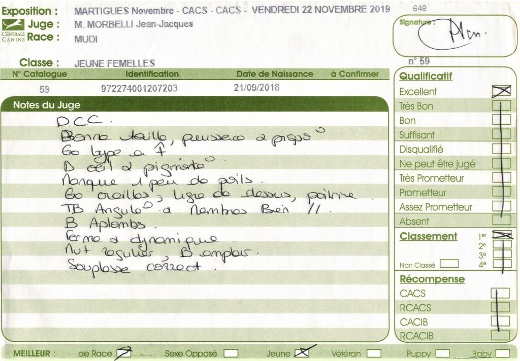 mcpotter's creek's Shine a light - 1er Excellent, Meilleur jeune, Meilleur de race