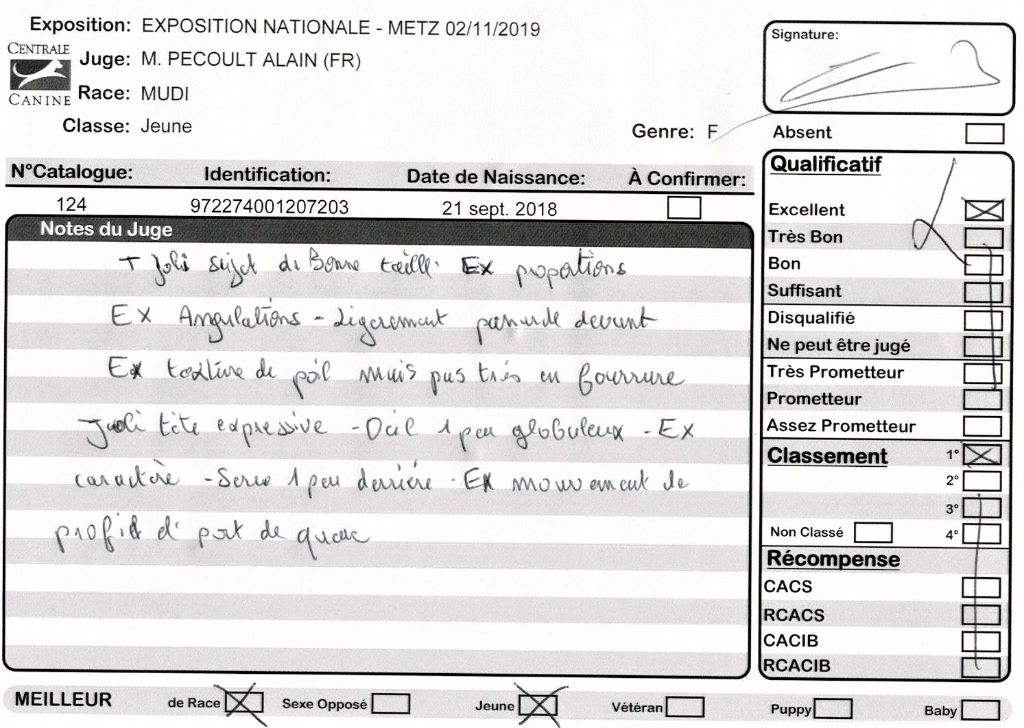 mcpotter's creek's Shine a light - 1er Excellent, Meilleur jeune, Meilleur de race