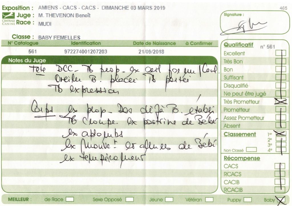 mcpotter's creek's Shine a light - Très prometteur , Meilleur Baby, BIS3 Baby