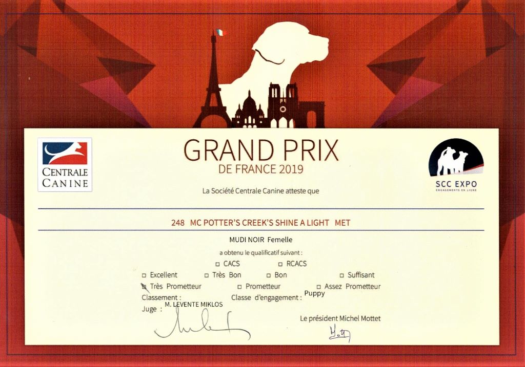 mcpotter's creek's Shine a light - Très prometteur , Meilleur Puppy