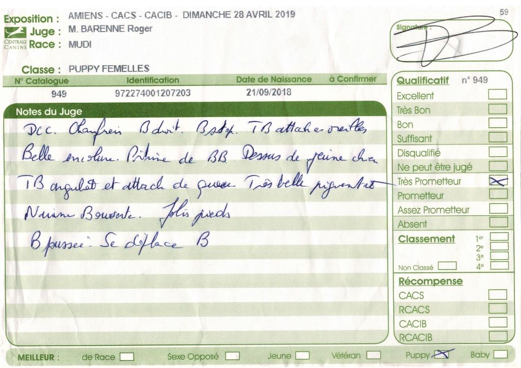 mcpotter's creek's Shine a light - Très prometteur , Meilleur Puppy