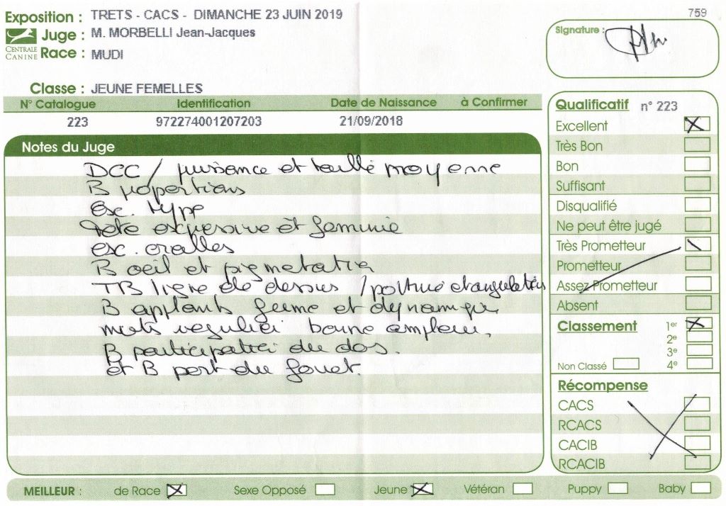 mcpotter's creek's Shine a light - 1er Excellent, Meilleur jeune, Meilleur de race , BOG3 jeune