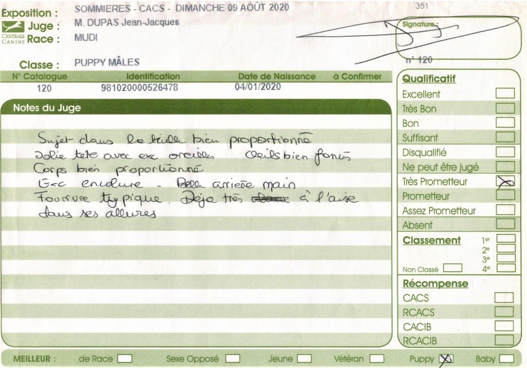 mecseki bundás Berkenye - Très prometteur , Meilleur Puppy