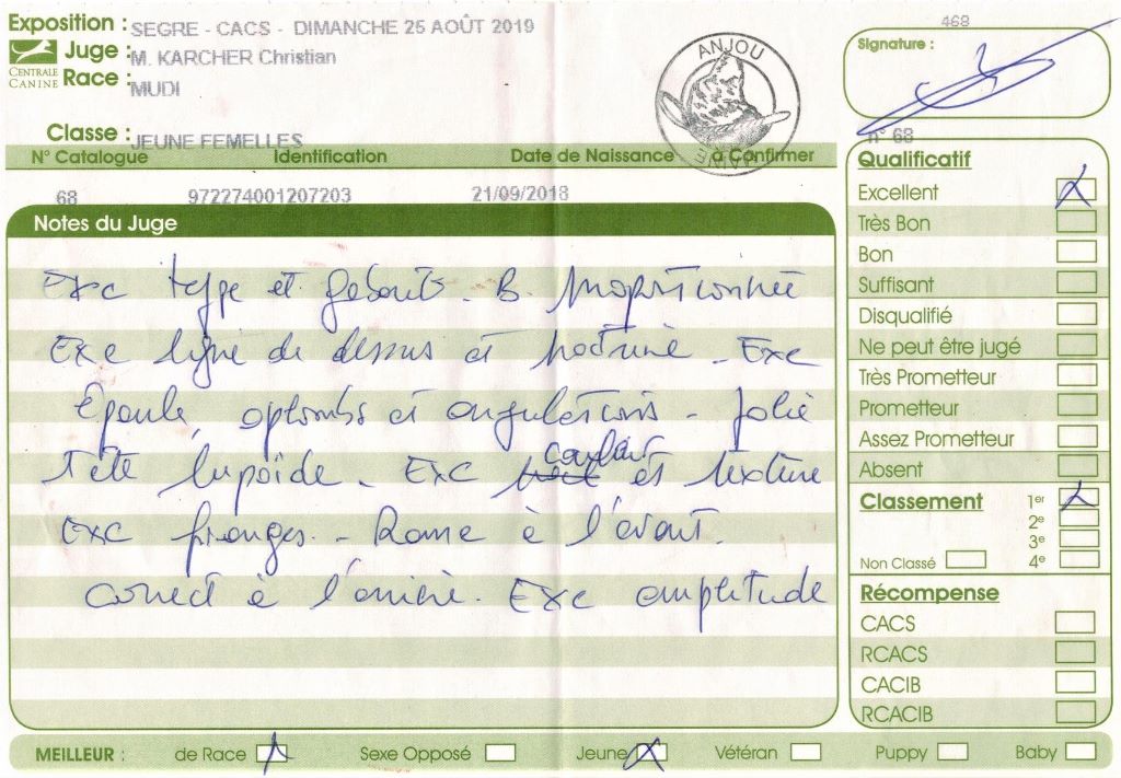 mcpotter's creek's Shine a light - 1er Excellent, Meilleur jeune, Meilleur de race