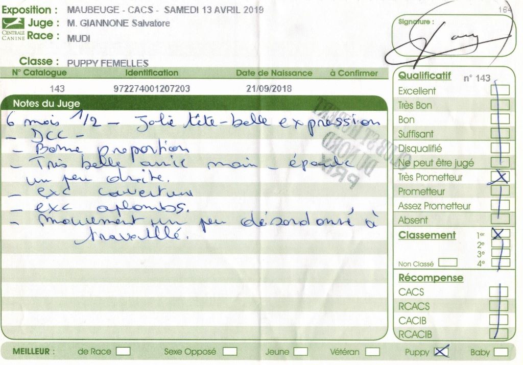 mcpotter's creek's Shine a light - Très prometteur , Meilleur Puppy