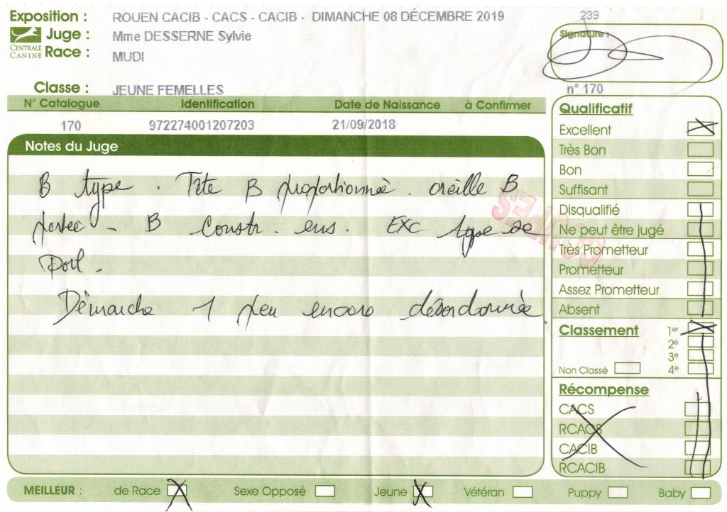 mcpotter's creek's Shine a light - 1er Excellent, Meilleur jeune, Meilleur de race