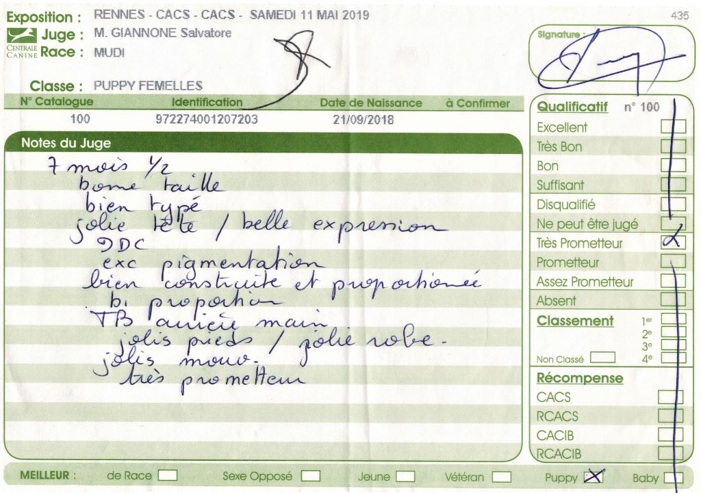 mcpotter's creek's Shine a light - Très prometteur , Meilleur Puppy