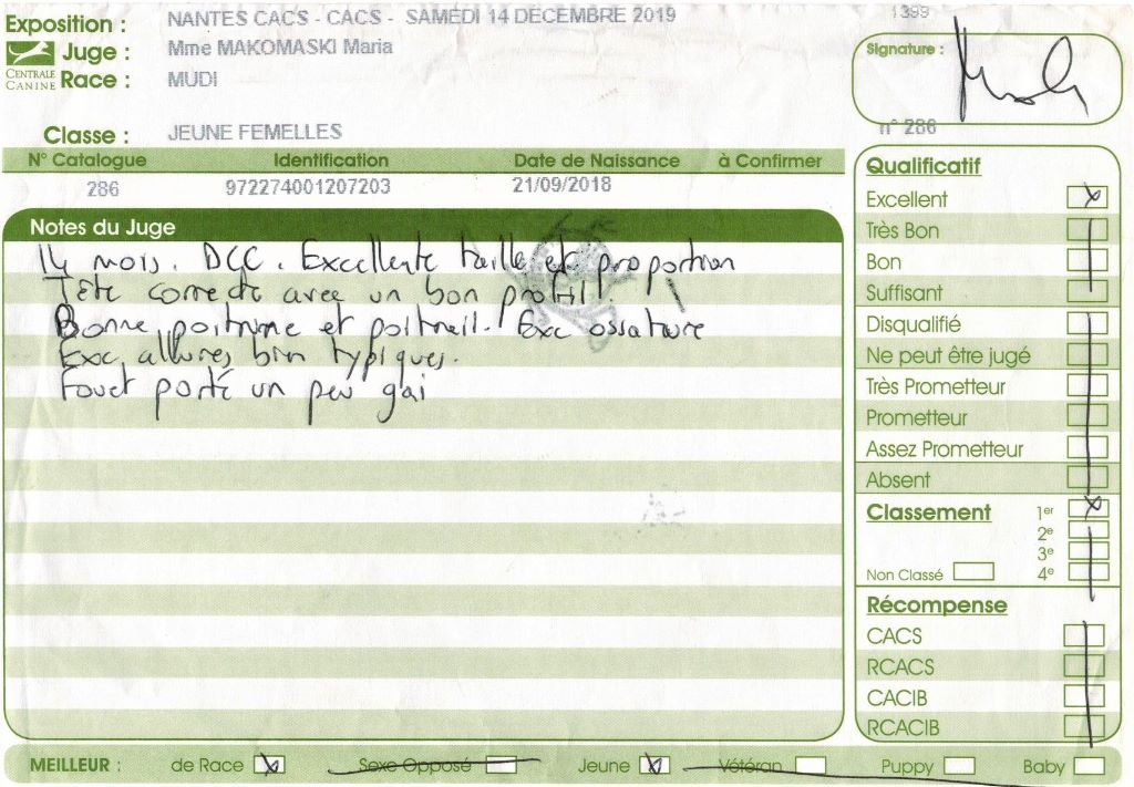 mcpotter's creek's Shine a light - 1er Excellent, Meilleur jeune, Meilleur de race