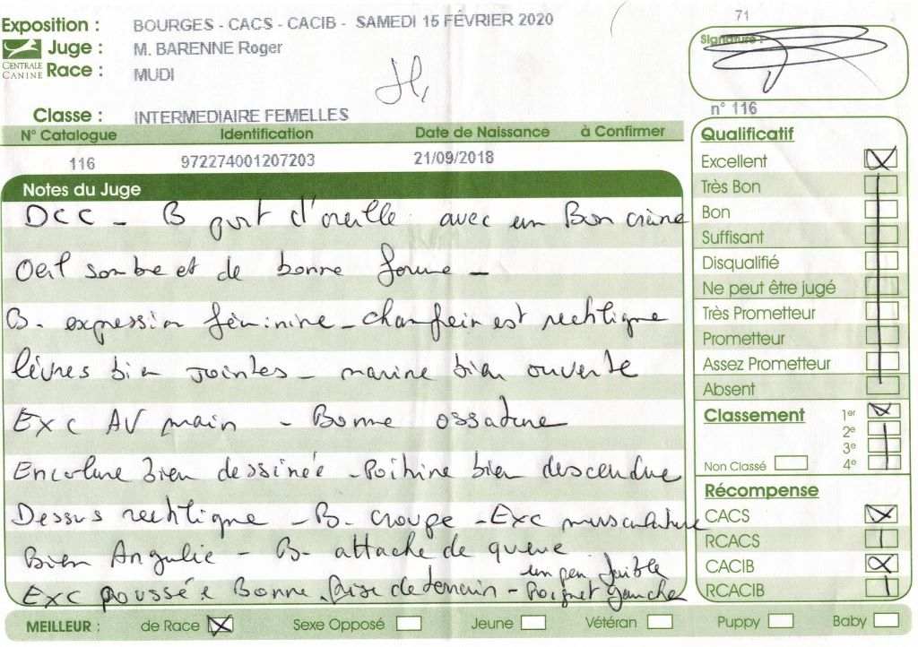 mcpotter's creek's Shine a light - 1er Excellent , CACS, CACIB, Meilleur de race