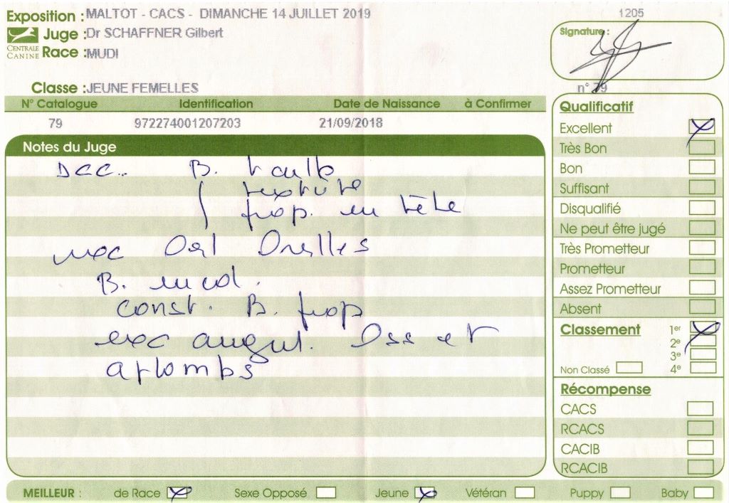 mcpotter's creek's Shine a light - 1er Excellent, Meilleur jeune, Meilleur de race, BOG1 jeune