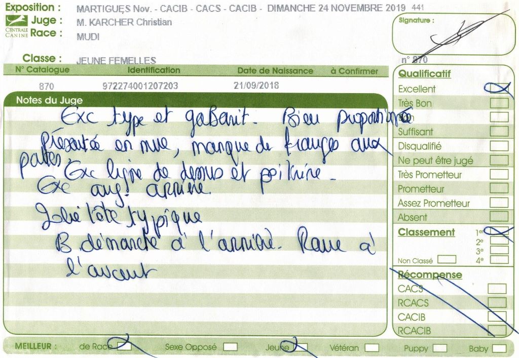 mcpotter's creek's Shine a light - 1er Excellent, Meilleur jeune, Meilleur de race