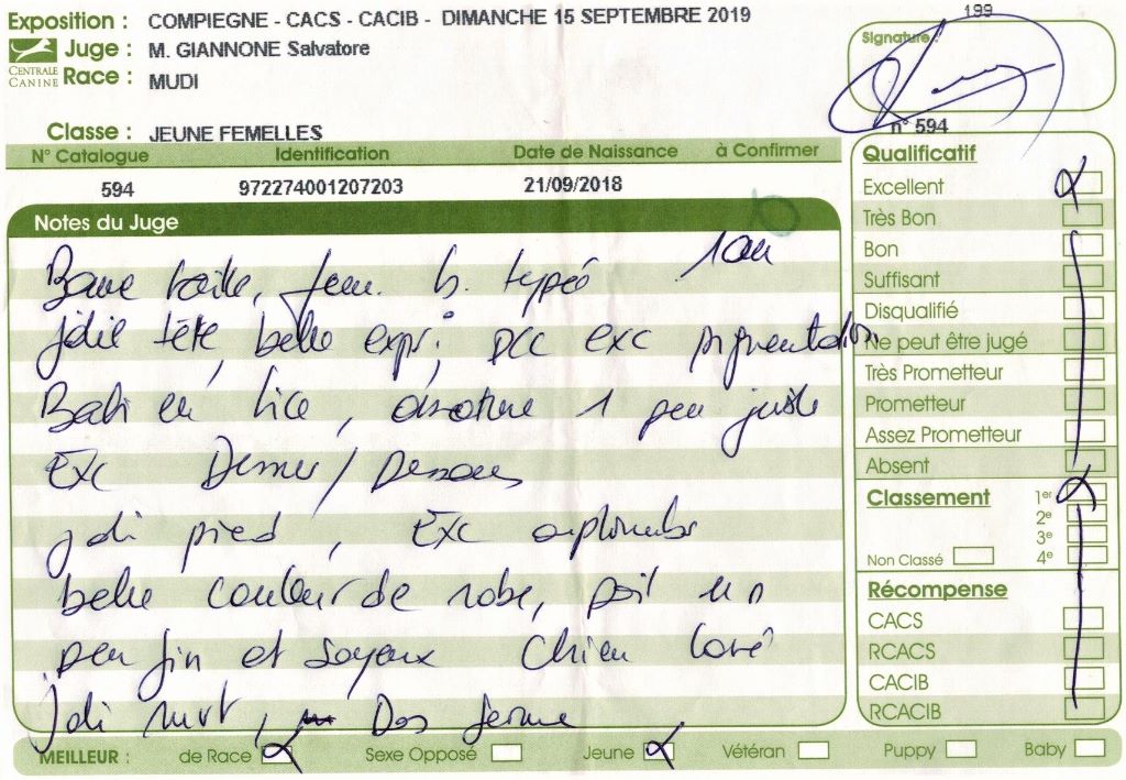 mcpotter's creek's Shine a light - 1er Excellent, Meilleur jeune, Meilleur de race