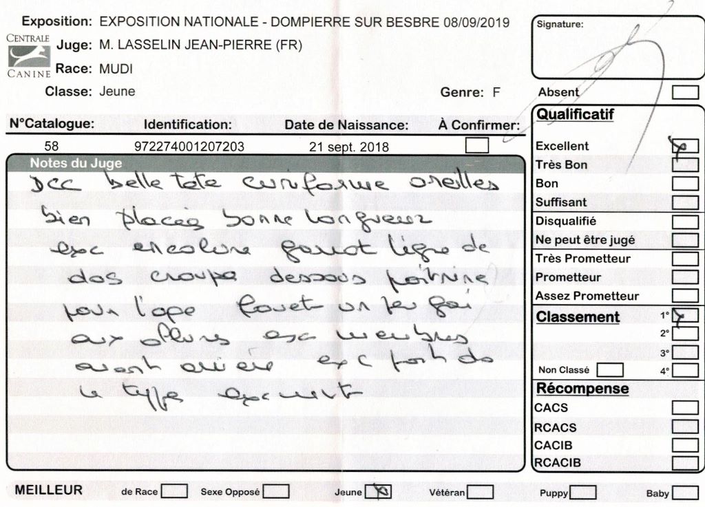 mcpotter's creek's Shine a light - 1er Excellent, Meilleur jeune, Meilleur de race