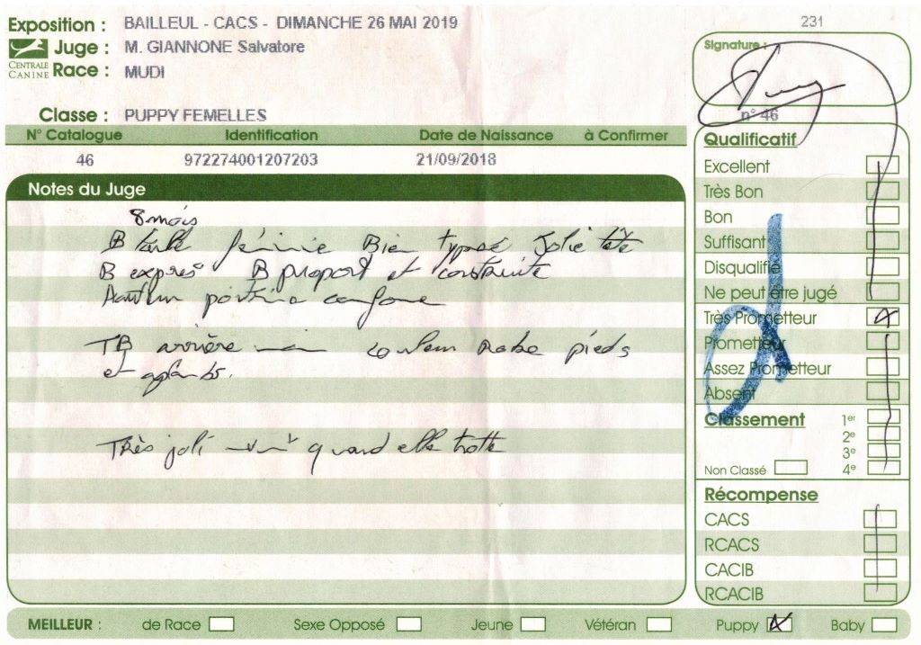 mcpotter's creek's Shine a light - Très prometteur , Meilleur Puppy, BIS3 Puppy