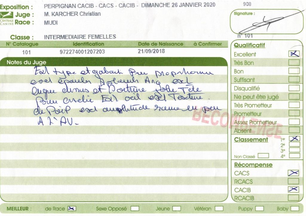 mcpotter's creek's Shine a light - 1er Excellent , CACS, CACIB, Meilleur de race