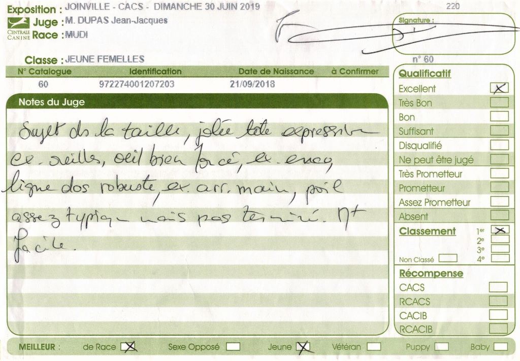 mcpotter's creek's Shine a light - 1er Excellent, Meilleur jeune, Meilleur de race