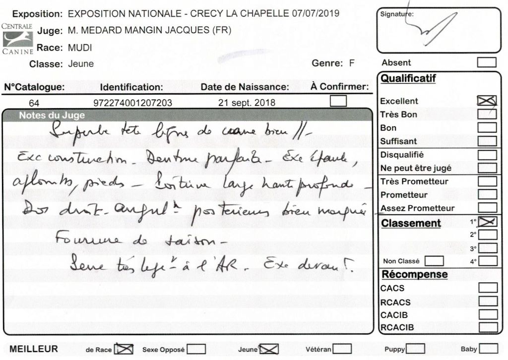 mcpotter's creek's Shine a light - 1er Excellent, Meilleur jeune, Meilleur de race