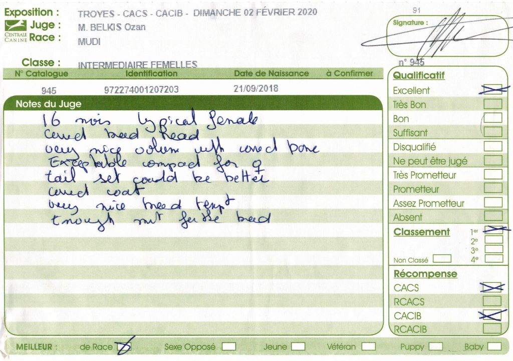 mcpotter's creek's Shine a light - 1er Excellent , CACS, CACIB, Meilleur de race